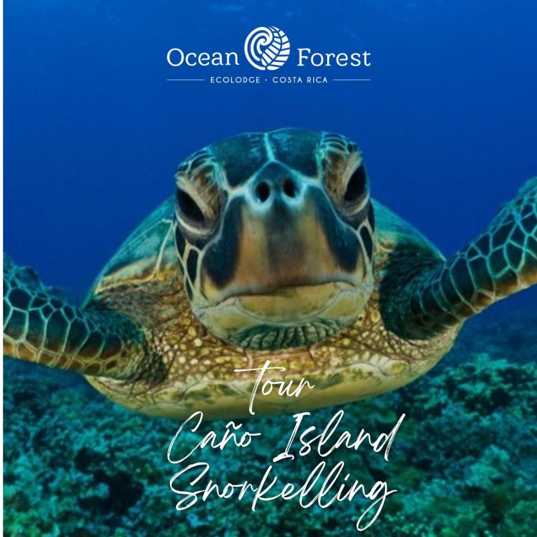 Ocean Forest Ecolodge San Pedrillo Kültér fotó