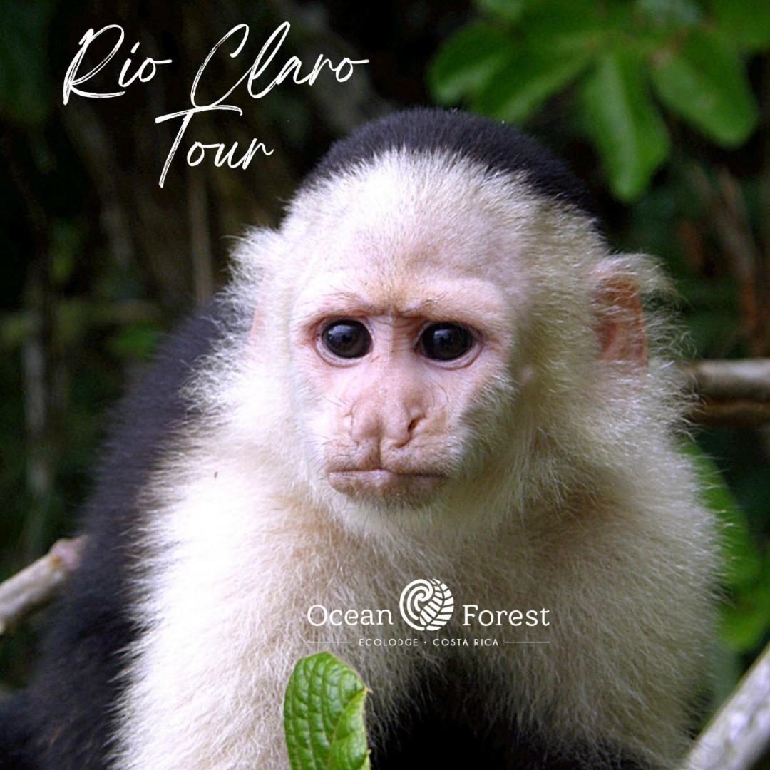 Ocean Forest Ecolodge San Pedrillo Kültér fotó